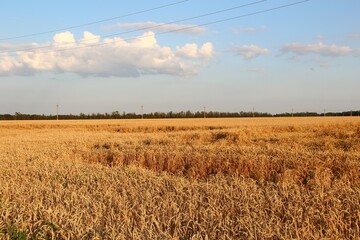 Ripe wheat field at sunset