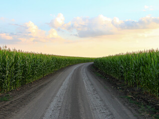 Rural road is turning through corn fields