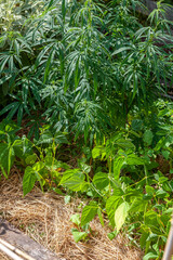 Cultures associées de cannabis et haricots verts dans un potager familial