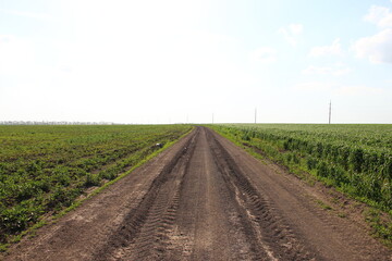 Road through agricultural fields with traces of agricultural machinery wheels