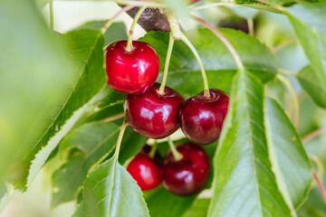 Fresh Cherries on a Tree in Australia