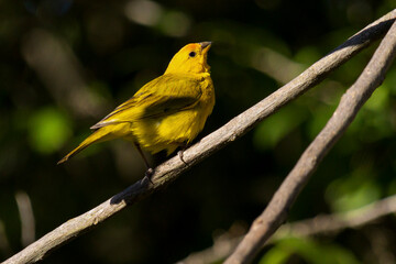 Obraz premium The yellow bird from the Brazilian Amazon. The Orange-fronted Yellow-Finch also knows the Canario-do-Amazonas. Species Sicalis columbiana. Birdwatcher.