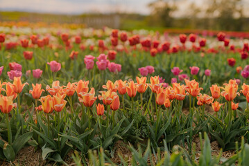 Yellow Purple and Red Fresh Tulips Blooming on Field at Flower plantation Farm