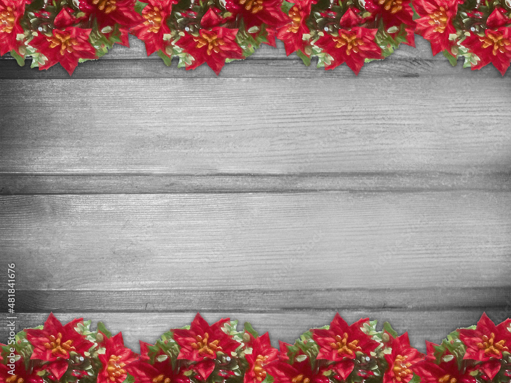 Wall mural winter wooden grey nature background with poinsettia two sides. texture of painted wood horizontal b