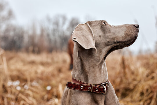 Beautiful Gray Purebred Weimaraner Dog Standing In Autumn Day, Looking at Side. Large Dog Breds For Hunting. Weimaraner Is An All-purpose Gun Dog. Animals, Hunting, Wildlife Concept.