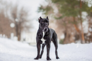 cane corso italian dog in winter