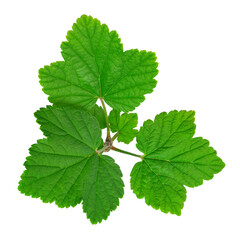fresh green currant leaves on a white isolated background