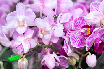 phalaenopsis flower with beautiful coloring, orchid.Floral background . very peri
