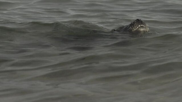 seals on a Danish Island in summer
