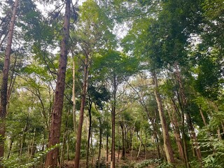 trees in the forest