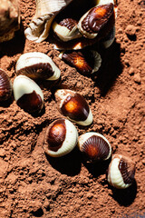 Chocolate candies Sea treasures on a dark background