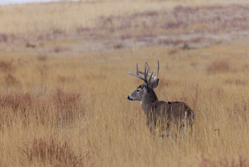 Buck Whitetail Deer During the Rut in Autumn in Colorado