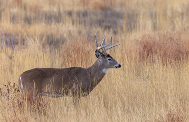 Obraz premium Buck Whitetail Deer During the Rut in Autumn in Colorado