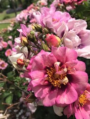 pink and white flowers