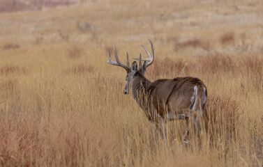 Buck Whitetail Deer During the Rut in Autumn in Colorado