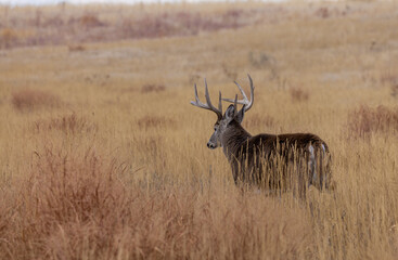 Naklejka premium Buck Whitetail Deer During the Rut in Autumn in Colorado