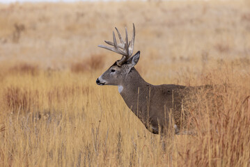 Buck Whitetail Deer During the Rut in Autumn in Colorado