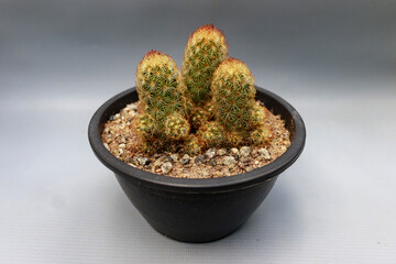 Mammillaria elongata - Cacto dedo-de-dama - lady's finger cactus