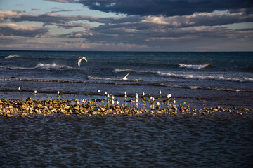 Landscape of the beach in sunset with flying seagulls