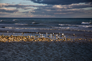 Landscape of the beach in sunset with flying seagulls