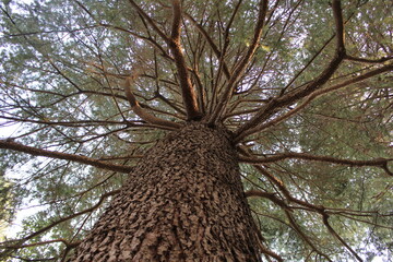下から見上げた杉の木