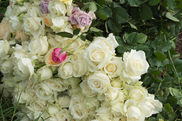 A pile of roses, harvesting roses on a farm field.