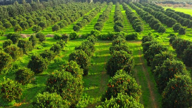 Garden plant fruit fresh sun summer spring citrus juice aerial