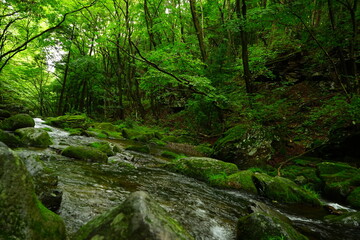 Otome Waterfall or Otome-no-taki and Green Moss Canyon in Nasu, Tochigi, Japan - 日本 栃木県 那須塩原 乙女の滝