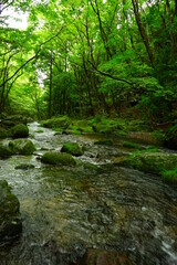Obraz premium Otome Waterfall or Otome-no-taki and Green Moss Canyon in Nasu, Tochigi, Japan - 日本 栃木県 那須塩原 乙女の滝