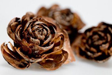 Hat of the cedar pine cone