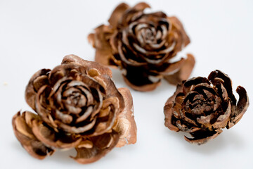 Hat of the cedar pine cone