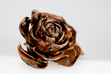 Hat of the cedar pine cone