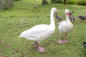 Wild ducks in the parks.