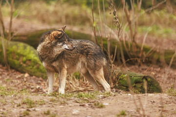 Eurasian wolf (Canis lupus lupus) lonely female looking back at the male