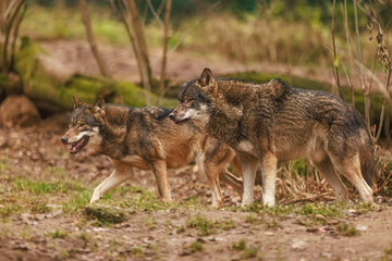 Naklejka na ściany i meble male Eurasian wolf (Canis lupus lupus) two follow the rest of the pack