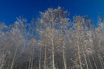 Birch forest with frost in the trees