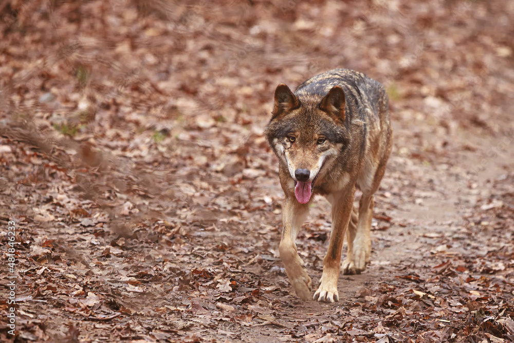 Canvas Prints male Eurasian wolf (Canis lupus lupus) is coming very close