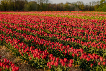 Fototapeta na wymiar Beautiful Red Tulips Blooming on Field Agriculture