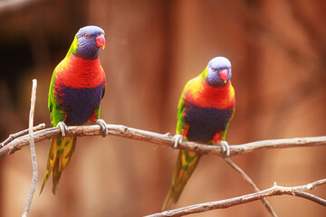 Scaly-breasted lorikeet (Trichoglossus chlorolepidotus), beautifully coloured couple sitting toge