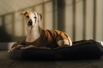 Portrait of an adult dog resting at home