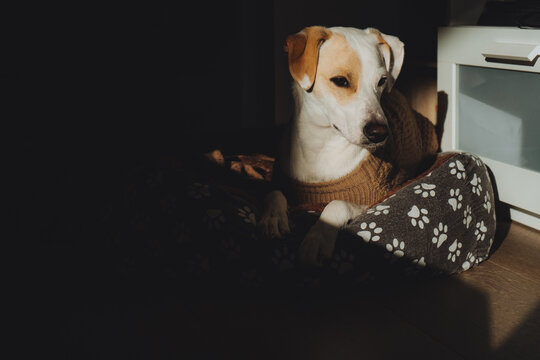 Portrait of an adult dog resting in the sun at home