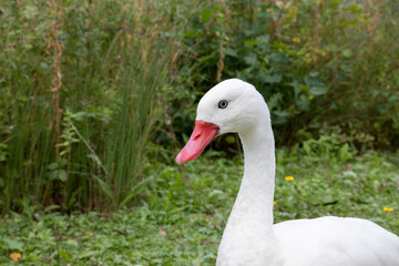 Geese walking in the park.