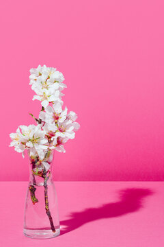 Almond blossoms in a transparent vase with water on a pink background