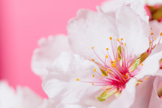 Almond blossoms on a pink background