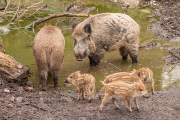 Wildschweinfamilie