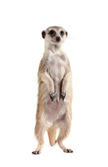 Beautiful small meerkat stands on its hind legs