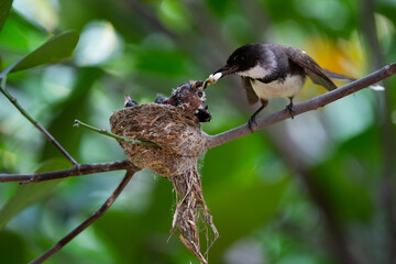 Sunda Pied Fantail