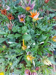 flowers in the garden