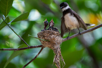Sunda Pied Fantail