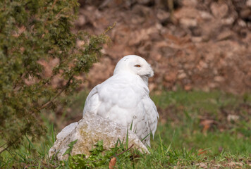 Schneeeule